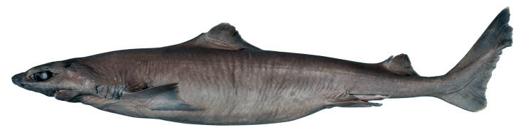 Centrophorus uyato_02.jpg